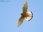Turmfalke / Common Kestrel